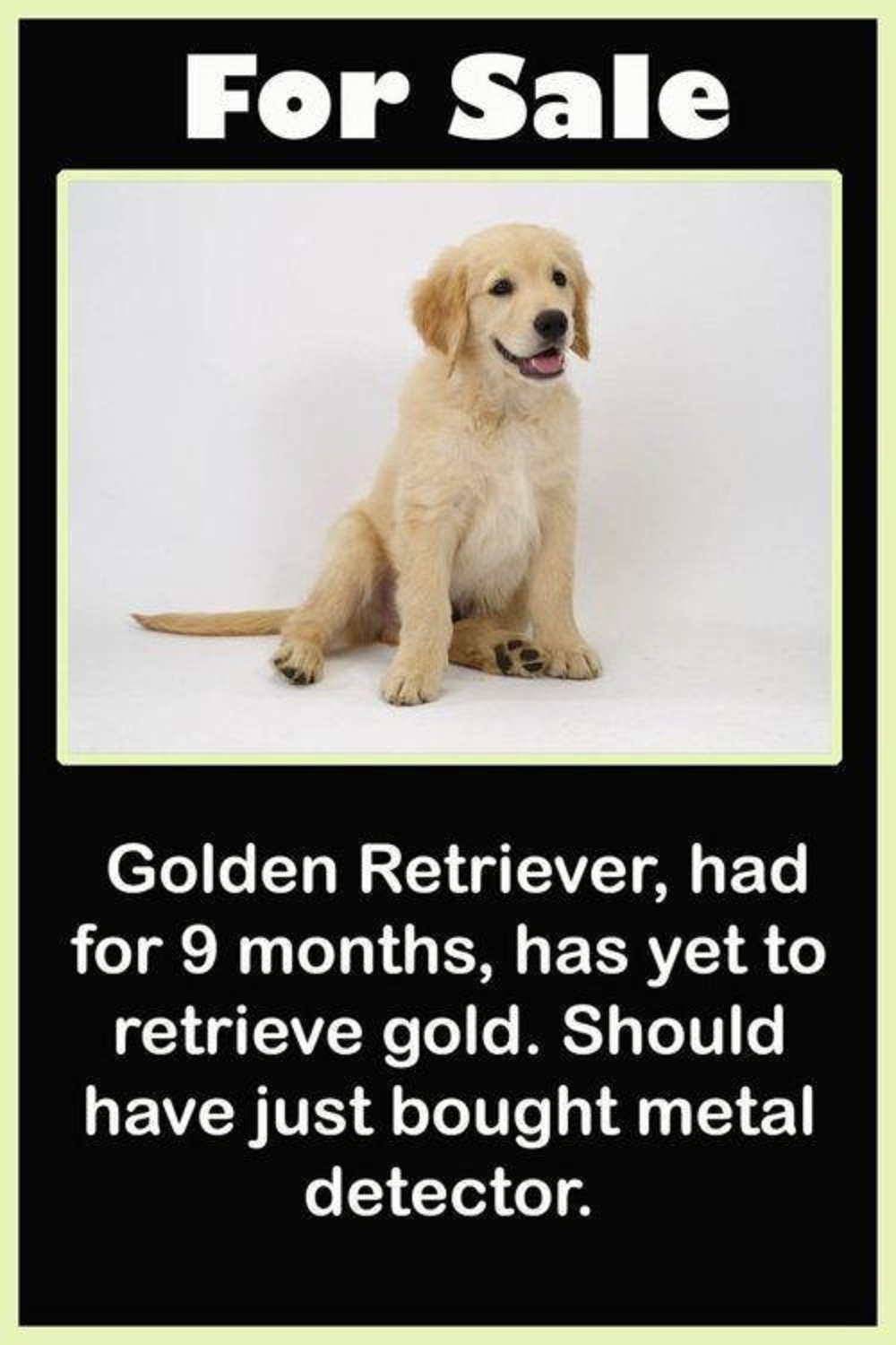 golden-retriever-for-sale.jpg
