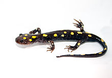 220px-spotted_salamander.jpg