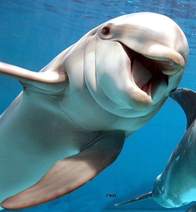 delfine.jpg