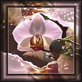 orchidee.jpg