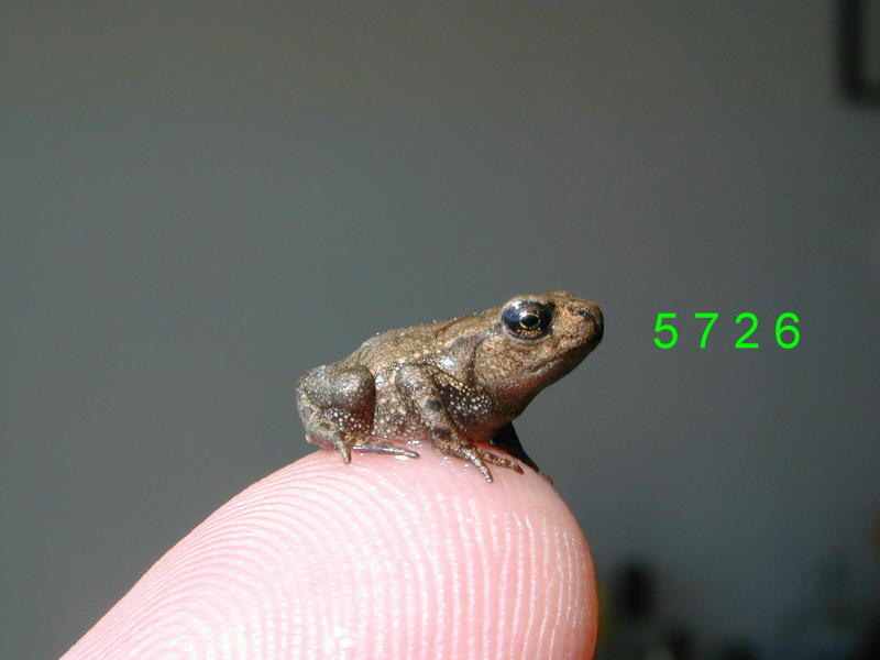mini-frog.JPG