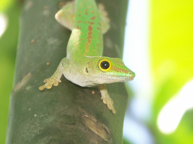Gecko.jpg