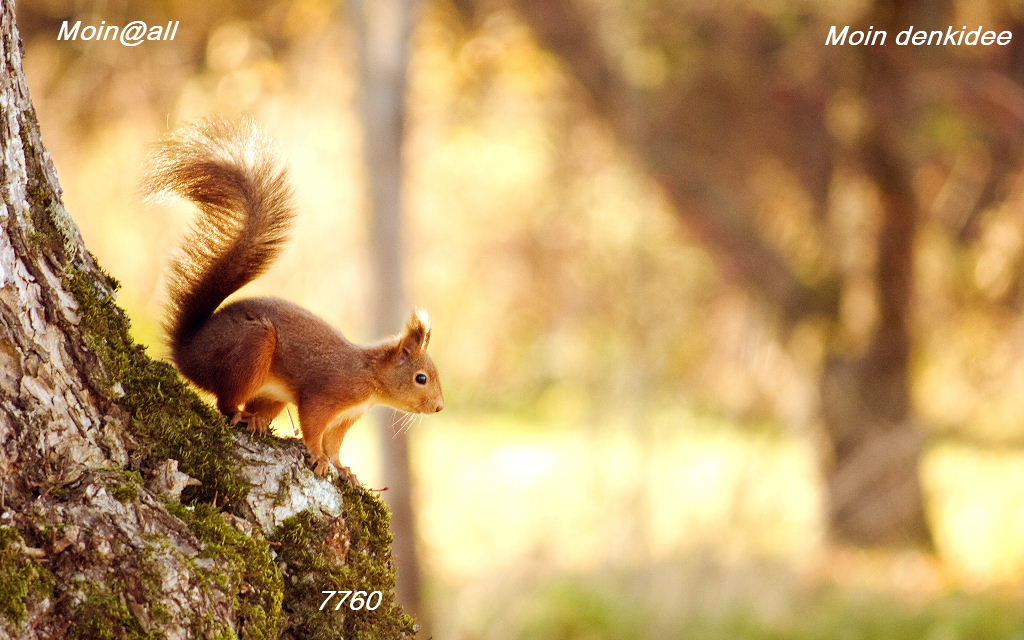 squirrel-wide-.jpg