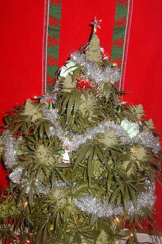 marijuana-christmas-tree.jpg