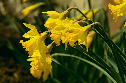 daffodils-1257116__340.jpg