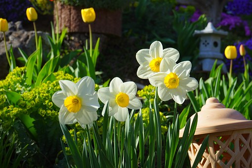 daffodils-324392__340.jpg