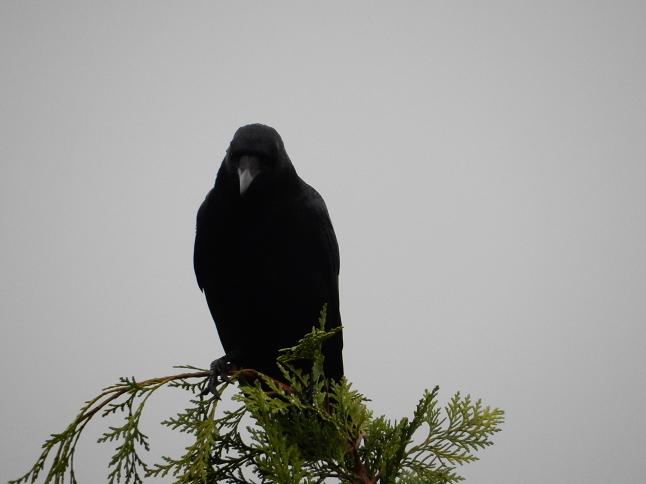 crow.jpg