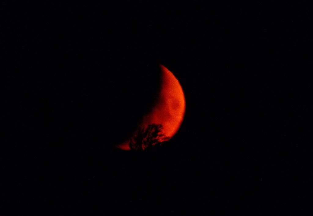 mond_mit_baum.jpg