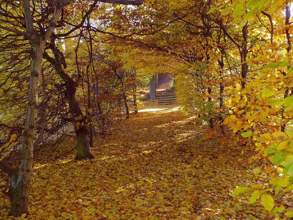 herbst-gang_stufen.jpg