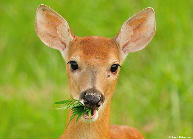 feedingfawn_robertesbensen_366783_620x448.jpg