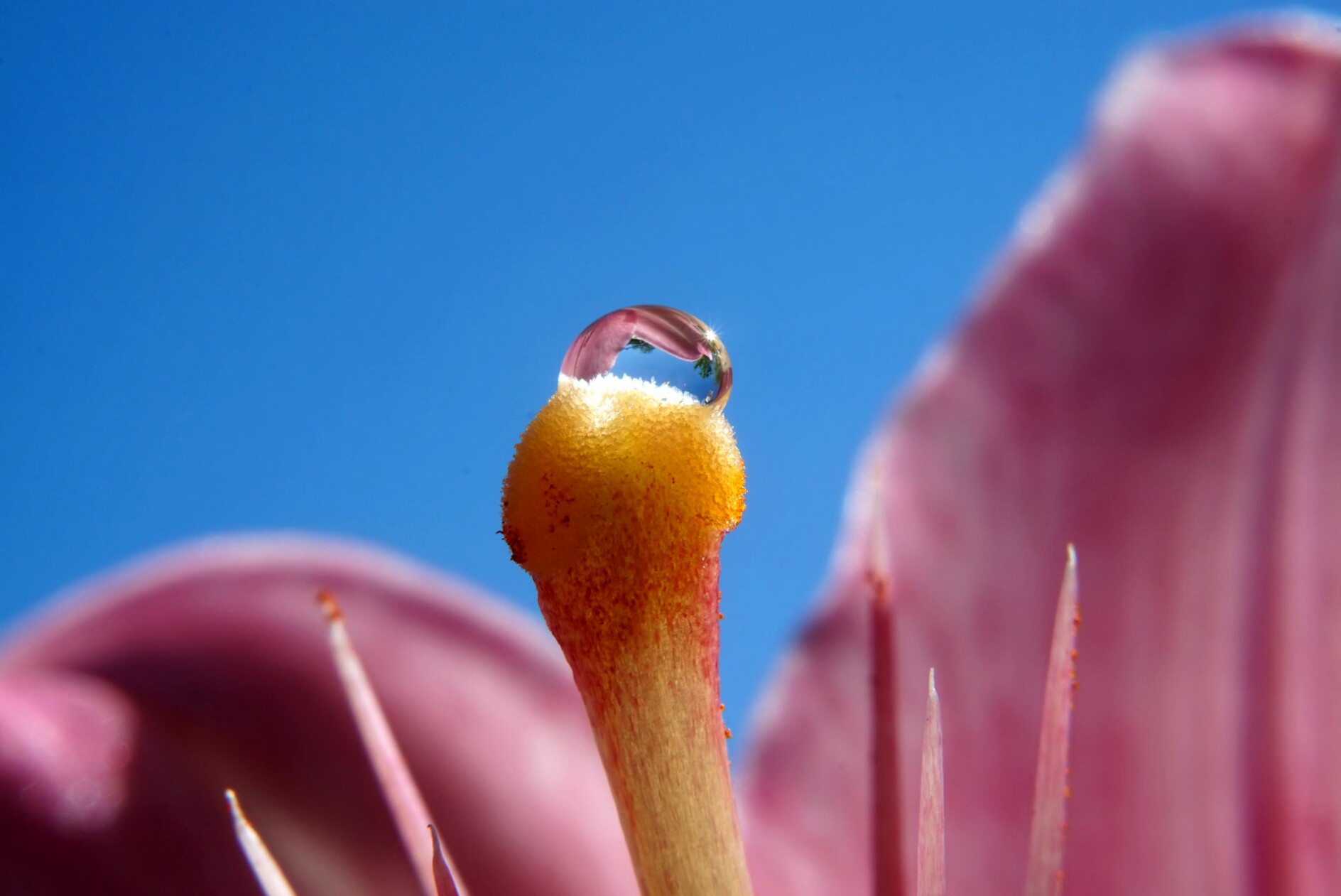 lilienstempel_ohne_bl__tenstaub.jpg