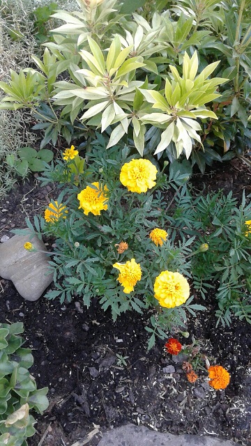 20190626_063350_resized.jpg