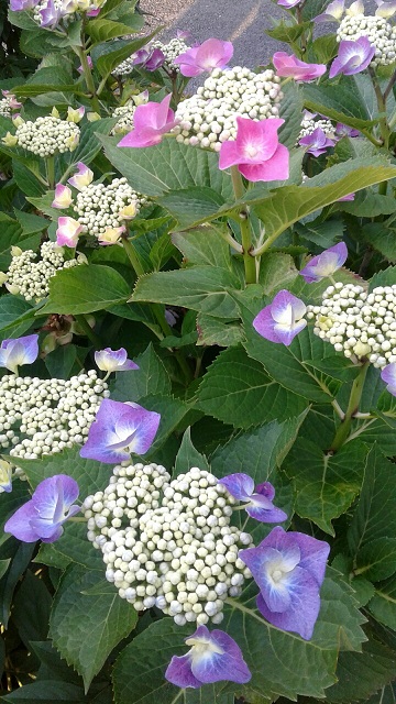 20190626_063409_resized.jpg