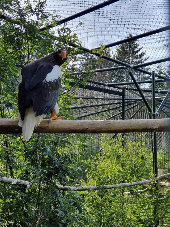 adler_hinter_gitter.jpg