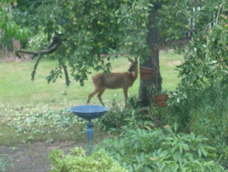 reh_im_garten_2.jpg