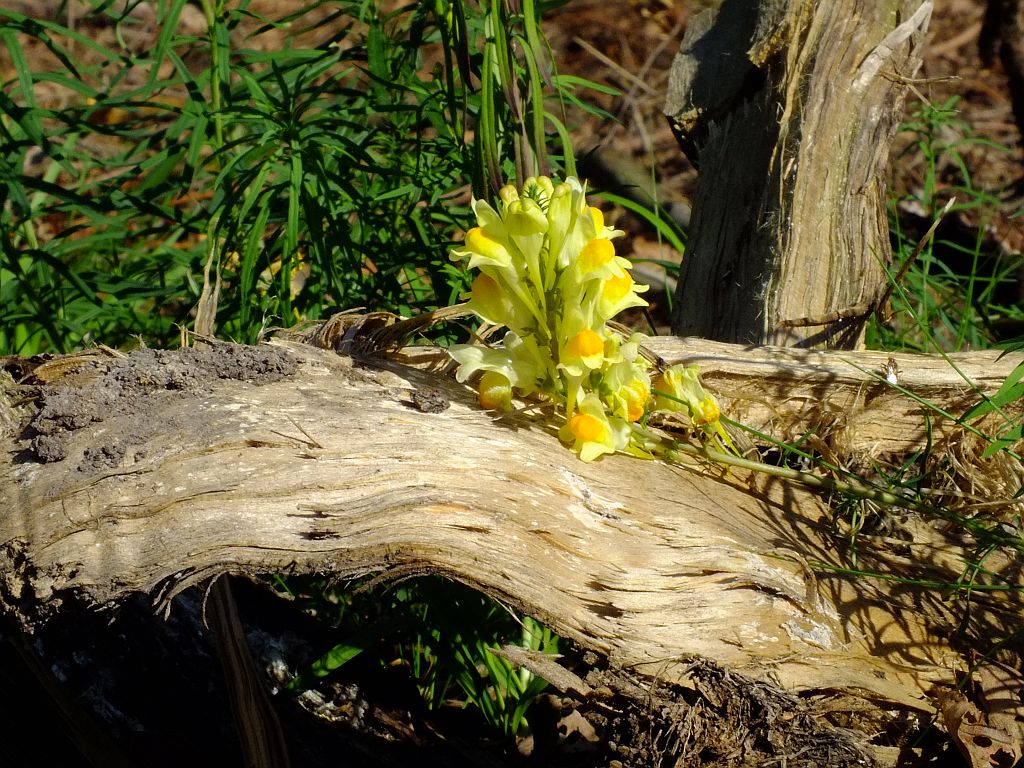 blume_auf_holz.jpg