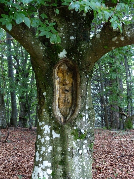 tree-face-167490_960_720.jpg