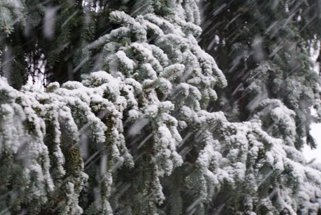 tannenbaum.jpg