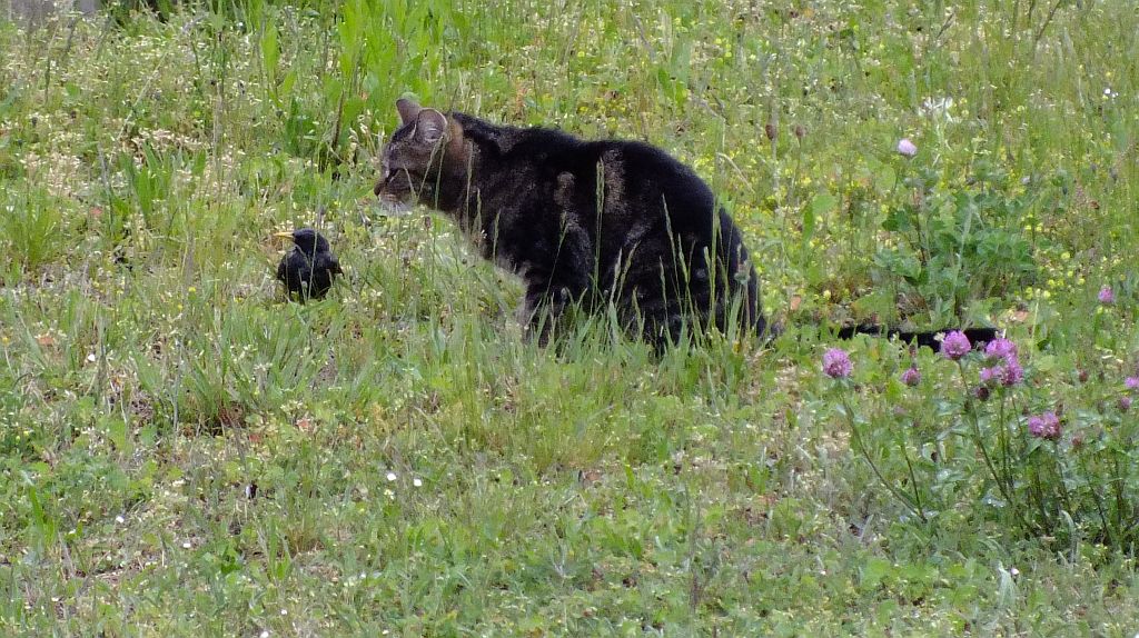 katze_mit_amsel.jpg