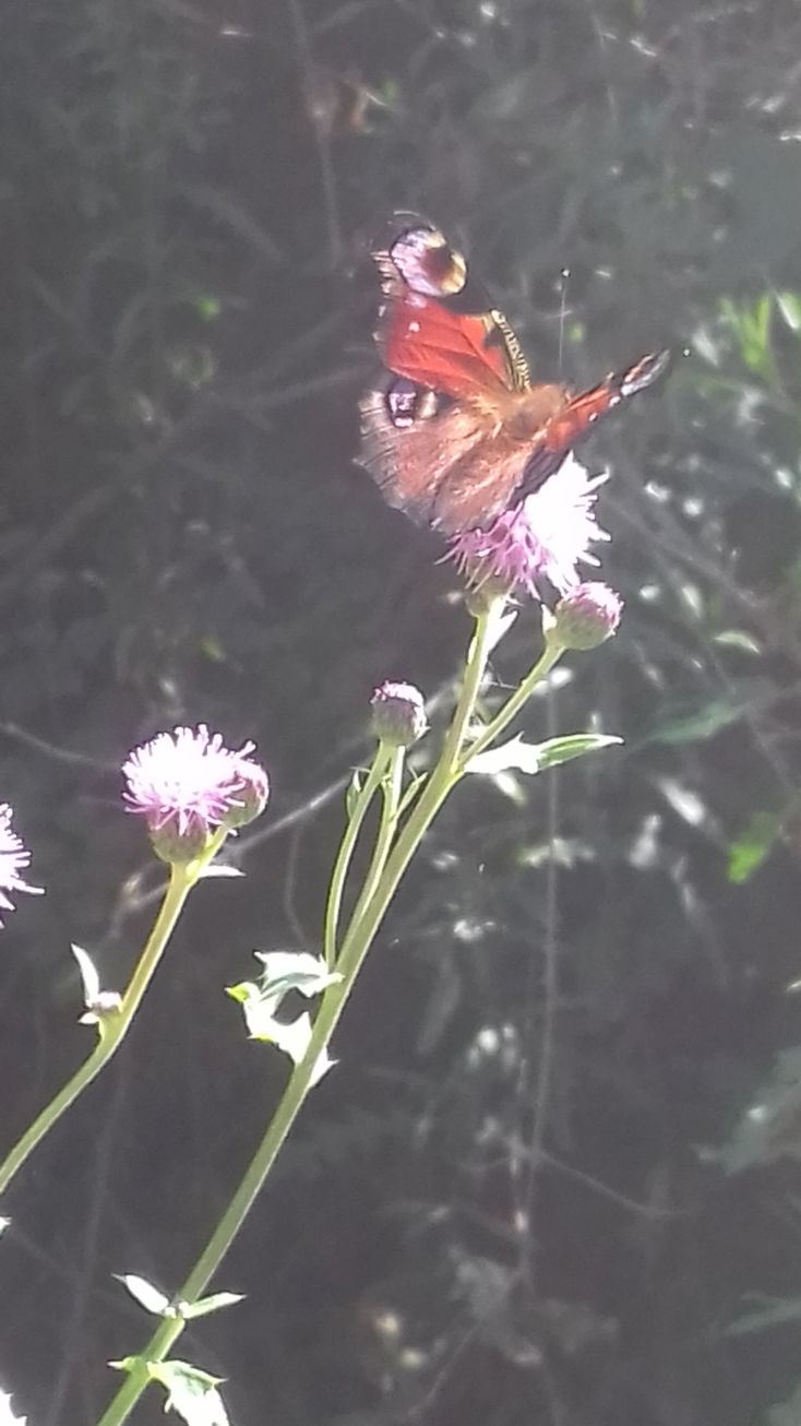 20200719_102631schmetterling.jpg