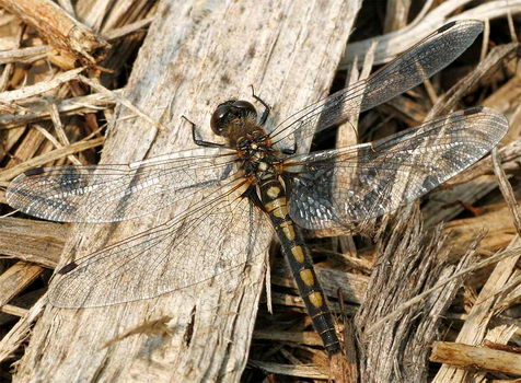 libelle_34_nordische_moosjungfer.jpg