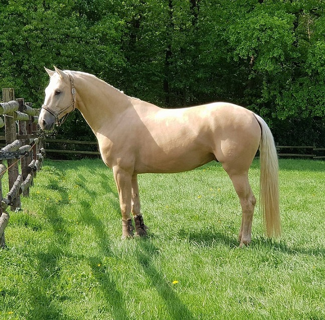 helles_pferd.jpg