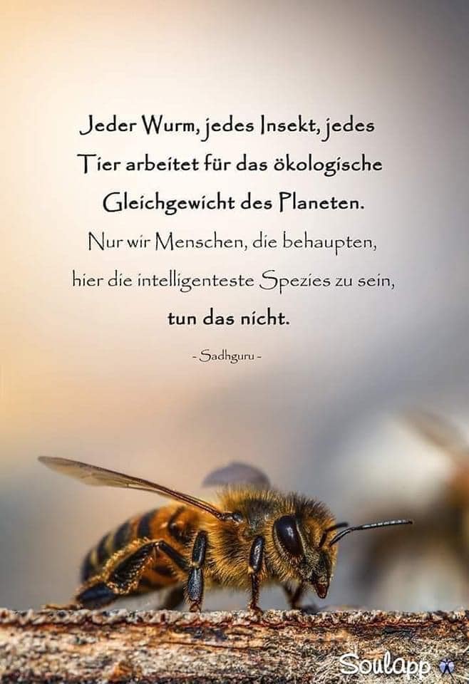 bienen.jpg