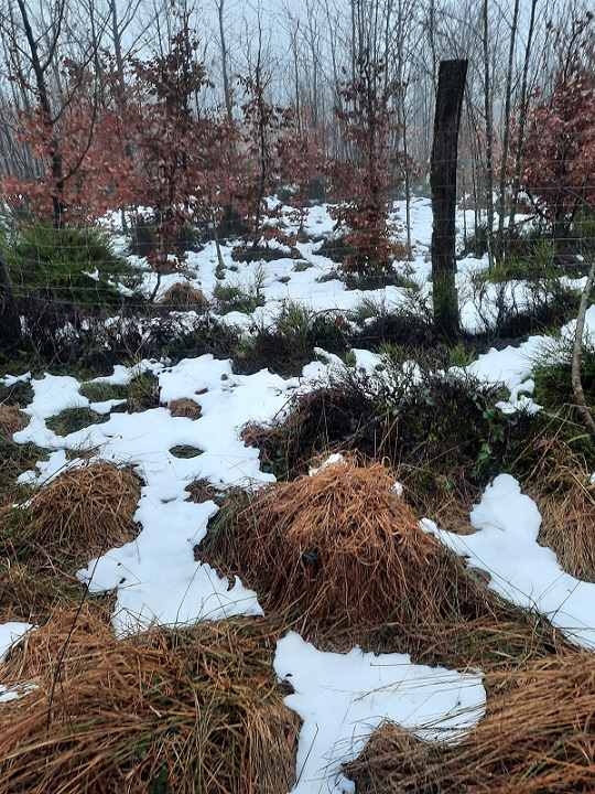 ein_bissschen_schnee.jpg