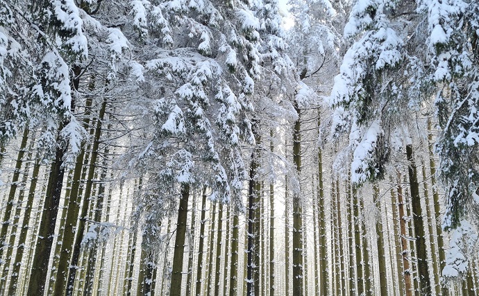 schneetannen.jpg