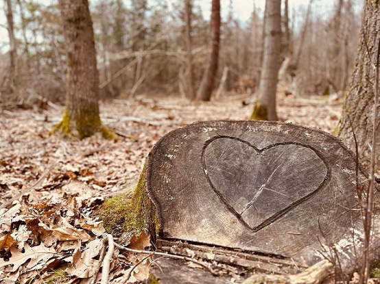 herz_im_baum.jpg