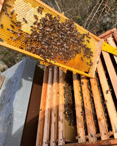 bienen.jpg