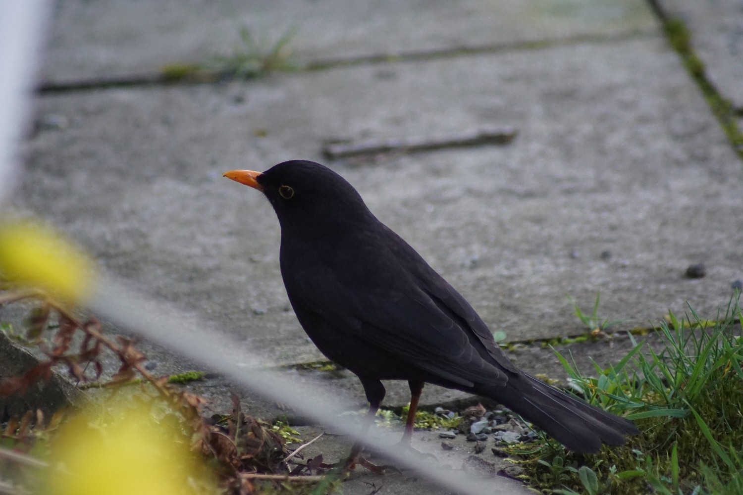 amsel_feb_2024.jpg