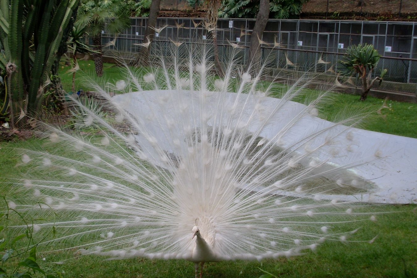 pfau.jpg