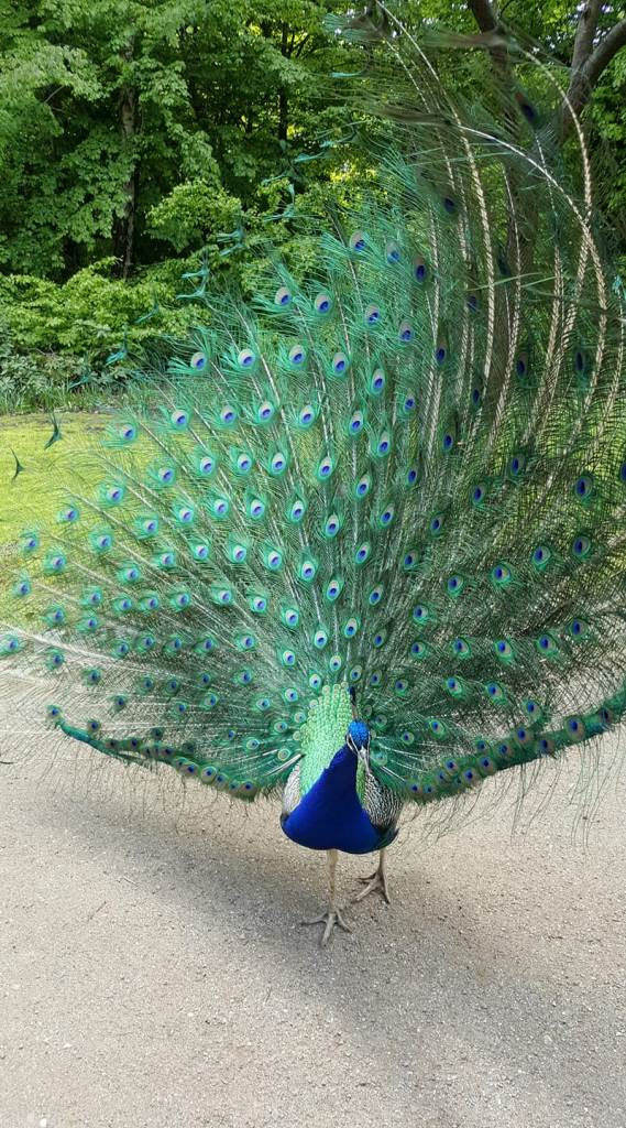 pfau.jpg