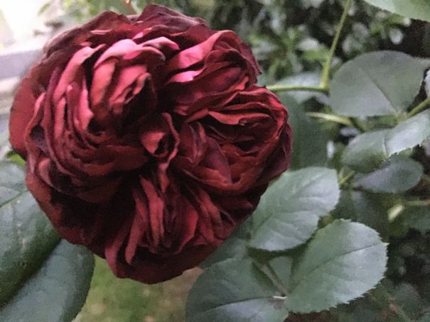 img_3528rose.jpg