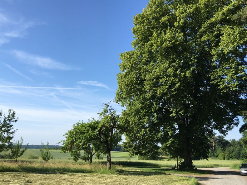 img_3585lindenbaum.jpg