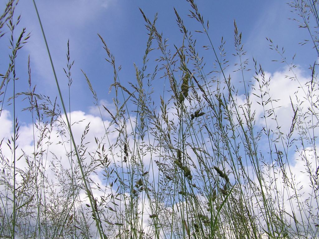 gras.jpg