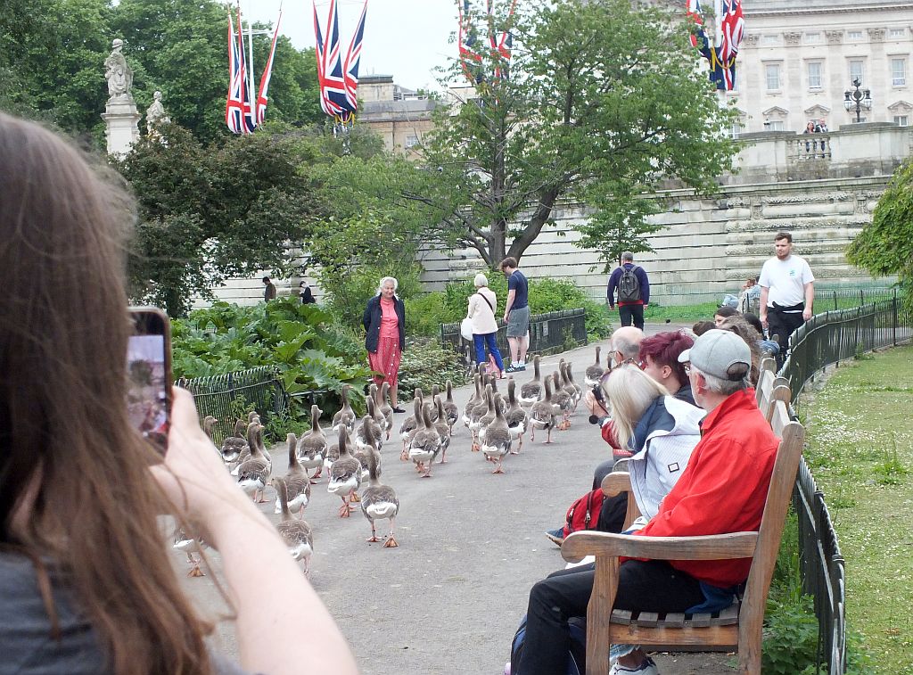 england_enten.jpg