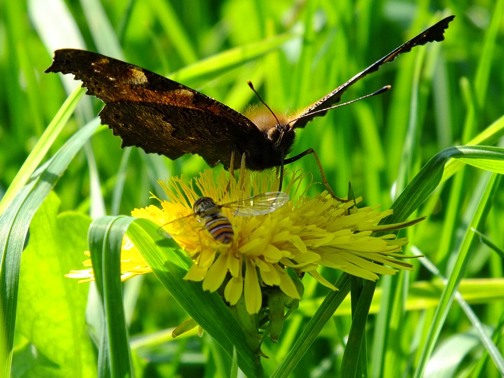 schmetterling_und_schwebfliege.jpg