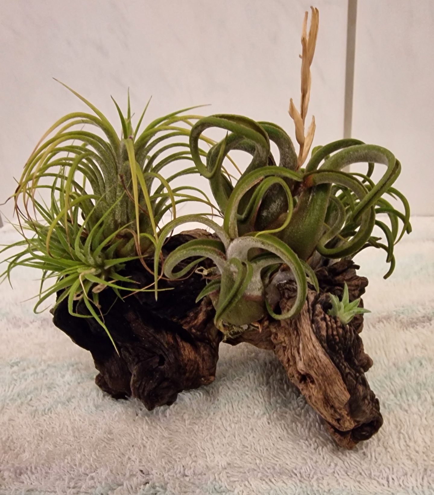 tillandsia_28.jpg
