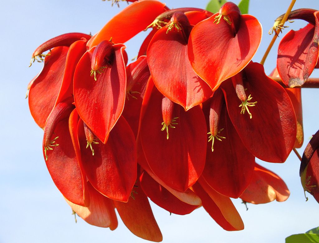 blume_rot_wien.jpg
