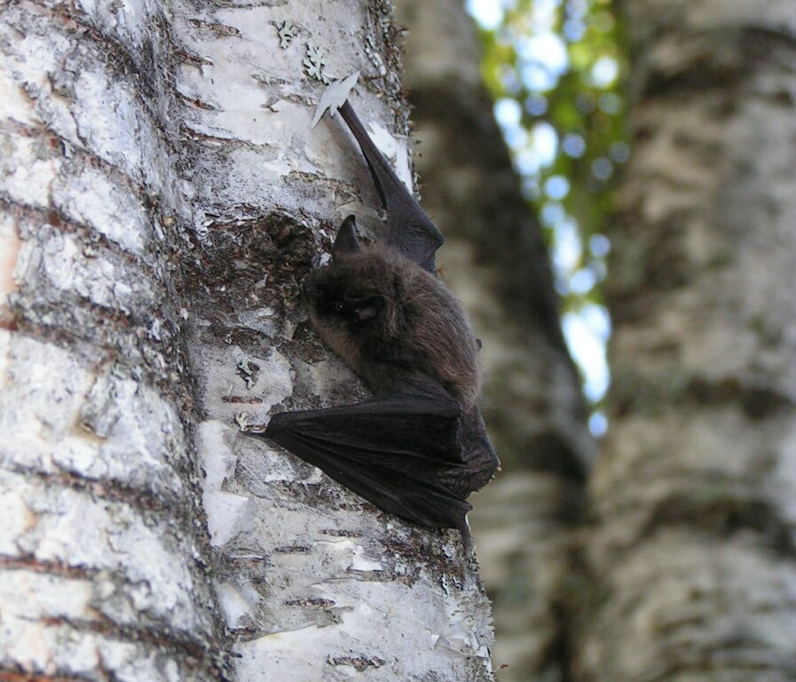 fledermaus_02_zwergfledermaus.jpg