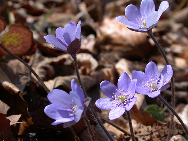 leberbluemchen_bluehend_01.jpg