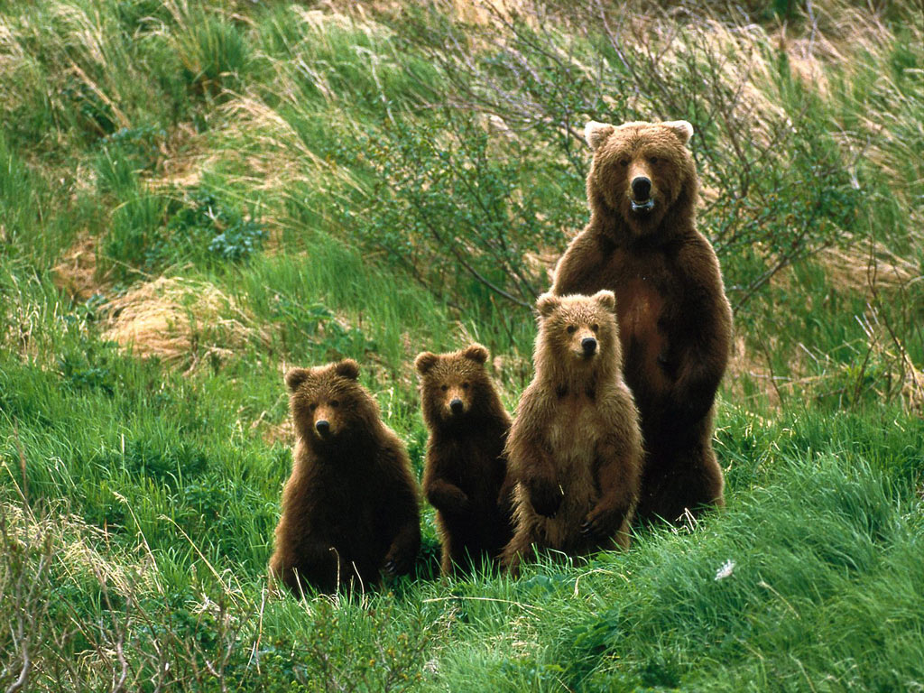 cub_scouts_2c_brown_bears_a138820.jpg