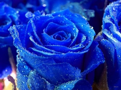 400_1228887963_rosa-azul.jpg