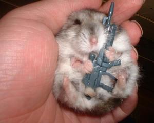 kampfhamster.jpg