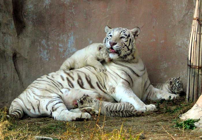 tiger_22_4_weisse_tiger.jpg