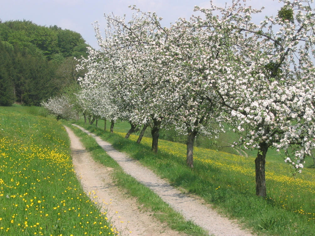 kopie_von_1_die_fruehlingsstrasse_2006.jpg