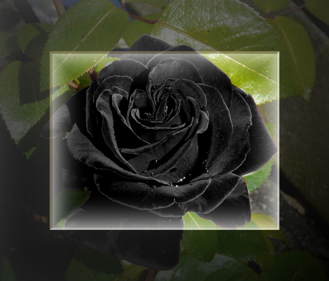 p1140950blackrose.jpg