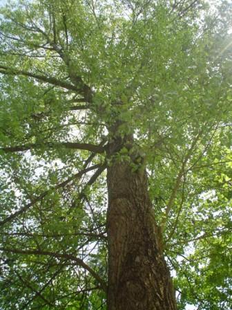 lilienthal_baum-von-unten.jpg